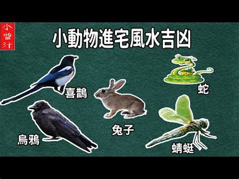 蜻蜓跑來家裡|蜻蜓入宅有何含義？風水師解釋